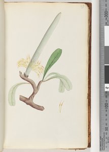 Strona 29. Wybrzeże Banksia autorstwa Unknown artist