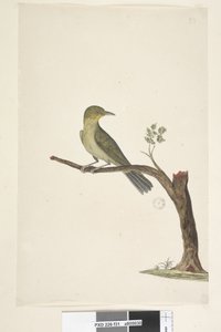 Strona 31....? Smukły, Billed White, Eye Zosterops tenuirostris, 1791-92 autorstwa Unknown artist