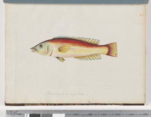 Strona 31. Niezidentyfikowane ryby autorstwa Unknown artist