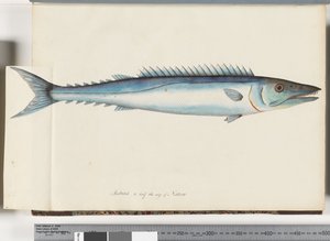 Strona 32. Barracouta autorstwa Unknown artist