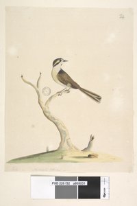 Strona 32. Niezidentyfikowany lipiec, rozmiar naturalny. Notatki dotyczące prób identyfikacji tego ptaka można znaleźć w Hindwood, K. A. The Sydney Bird paintings in the Australian Zoologist, v.XIII, część 2, sierpień 1965, s. 86 autorstwa Unknown artist