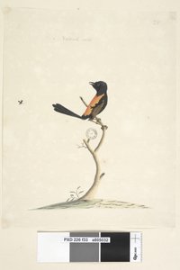 Strona 33. Rozmiar naturalny Czerwony, strzyżyk grzbietowy Malurus melanocephalu,samiec, 1791-92 autorstwa Unknown artist