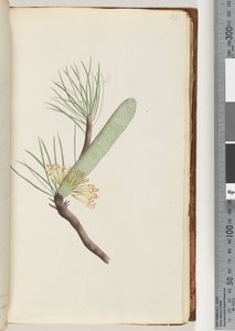 Strona 33. Roślina, Banksia spinulosa autorstwa Unknown artist