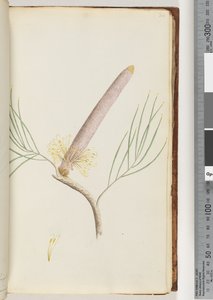 Strona 34. Banksia autorstwa Unknown artist