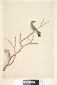 Strona 36. Wrzesień. Naturalna wielkość Żółtodziób zwyczajny Acanthiza nana, 1791-92 autorstwa Unknown artist