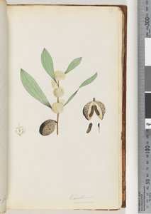 Strona 37. Conchium nervosum (akwarela) autorstwa Unknown artist