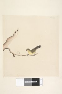 Strona 37. Październik. Naturalna wielkość Żółtodziób zwyczajny Acanthiza nana, 1791-92 autorstwa Unknown artist