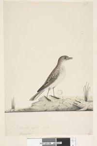 Strona 38. Alundu? powyższy tytuł inną ręką Naturalna wielkość, lipiec Pipit Anthus australis, 1791-92 autorstwa Unknown artist