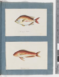 Strona 3. Niezidentyfikowana ryba 4. Niezidentyfikowana ryba (akwarela na papierze) autorstwa Unknown artist