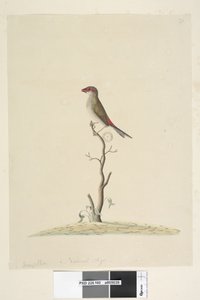 Strona 40. Obsługa Klienta. Naturalna wielkość Czerwona, Dziwonia czechosłowata Neochmia brevis Aegintha brevis, 1791-92 autorstwa Unknown artist