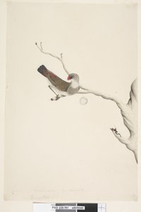 Strona 41. Fringilla. powyższy tytuł w innym rozdaniu Czerwiec. Naturalny rozmiar. Iris wątpliwy Diamond Firetail Stagonopleura guttata, niedojrzały, 1791-92 autorstwa Unknown artist