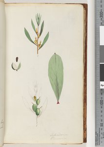 Strona 42. Schraderia / Osoba autorstwa Unknown artist