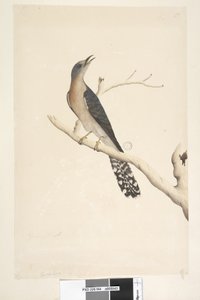 Strona 44. Cuculus. powyższy tytuł, inną ręką. Rozmiar naturalny. w lewym górnym rogu w trzeciej ręce B iw lewym dolnym Idzie z A tj. f.45 Wachlarz, kukułka ogoniasta Cacomantis pyrrhophanus, samiec, 1791-92 autorstwa Unknown artist