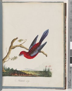 Strona 45. Karmazynowa Rozella. Papuga Pennant autorstwa Unknown artist
