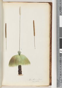 Strona 46. Xanthorrhoea Pospieszne drzewo trawy autorstwa Unknown artist
