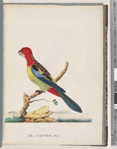 Strona 47. Rozella Wschodnia. Nie ta sama papuga autorstwa Unknown artist