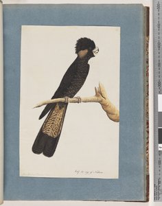 Strona 48. Kakadu żółtoogoniasty. Papuga Banksa autorstwa Unknown artist