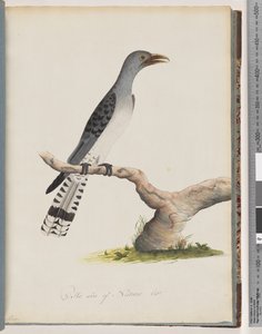 Strona 49. Niezidentyfikowany ptak. Scytropy autorstwa Unknown artist