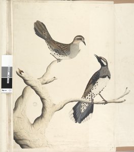 Strona 4. Turdus. w innej ręce Narysowany w naturalnej wielkości jako jedyny tego rodzaju, jaki dotychczas widziano w Kolonii, czerwiec 1792 Przepiórka cętkowana Cinclosoma punctatum, 1791-92 autorstwa Unknown artist