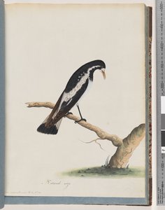 Strona 50. Sroka-skowronek. Corvus cyanoleucos autorstwa Unknown artist