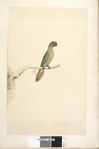 Strona 51. Naturalnej wielkości Lorikeet Glossopsitta pusilla, 1791-92 autorstwa Unknown artist