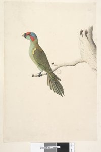 Strona 52. Lorikeet piżmowy Glossopsitta concolor naturalnej wielkości, 1791-92 autorstwa Unknown artist