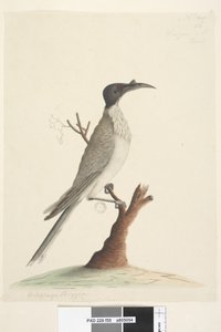 Strona 55. Wer,gan lub Brat. w lewym dolnym rogu w innej ręce Meliphaga Phrygia. na dole pośrodku w trzeciej ręce Naturalnej wielkości Hałaśliwy Friarbird Philemon corniculatus, 1791-92 autorstwa Unknown artist
