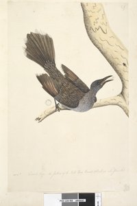 Strona 58. Paź. Naturalna wielkość, pióra na szyi, piersi i plecach są spiczaste, akacja zwyczajna, Bird Anthochaera chrysoptera, 1791-92 autorstwa Unknown artist