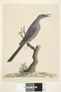 Strona 59. Naturalna wielkość, pióra głowy i szyi są spiczaste, akacja zwyczajna, Bird Anthochaera chrysoptera, 1791-92 autorstwa Unknown artist
