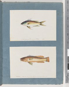 Strona 5. Niezidentyfikowane ryby 6. Niezidentyfikowane ryby autorstwa Unknown artist