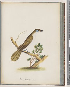 Strona 61. Niebieskolicy Miodownik. Turdus sinica. Drozd o niebieskich policzkach autorstwa Unknown artist