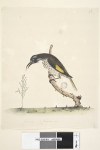 Strona 61 Naturalnej wielkości żółtoskrzydlaty miodojad New Holland, 1791-92 autorstwa Unknown artist