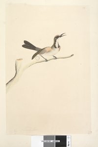 Strona 63. Maj. Naturalnej wielkości miodnik pospolity Phylidonyris melanops, 1791-92 autorstwa Unknown artist