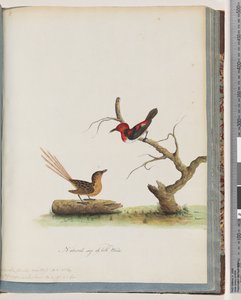 Strona 66. 1. Miodowiec szkarłatny. Certhia/Miodowiec/orientale. 2. Niezidentyfikowany ptak. Muscicapa malachura autorstwa Unknown artist