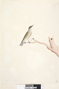 Strona 66. Sierpień. Naturalny rozmiar Szary, Backed Silvereye Zosterops lateralis, 1791-92 autorstwa Unknown artist