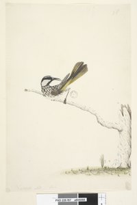 Strona 67. Naturalna wielkość, Czerwiec White, Cheeked Honeyeater Phylidonyris nigra, 1791-92 autorstwa Unknown artist