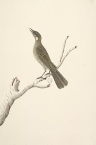 Strona 68. Wielkość naturalna, August Lewin Honeyeater Meliphaga Lewinii, 1791-92 autorstwa Unknown artist