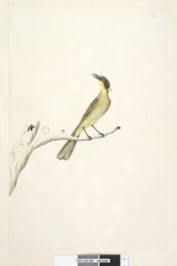 Strona 69. Naturalny rozmiar. Iris wątpliwie żółty, czernica miodowa Lichenostomus melanops, 1791-92 autorstwa Unknown artist