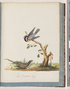 Strona 69. Niezidentyfikowany ptak z jaszczurką. Sylvia rufirostris autorstwa Unknown artist