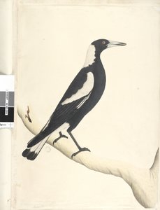 Strona 6. Barita. powyższy tytuł w innym rozdaniu Maj. Naturalny rozmiar Czarny, sroka grzbietowa Gymnorhina tibicen, 1791-92 autorstwa Unknown artist