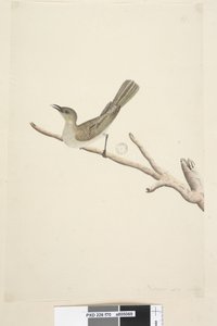 Strona 70. Naturalny rozmiar. August Fuscoous Honeyeater Lichenostomus fuscus, 1791-92 autorstwa Unknown artist