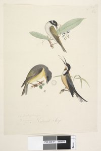 Strona 71. 1, 2. Meliphaga. 3., ? na dole pośrodku inną ręką. Naturalny rozmiar. Pokazane są trzy ptaki: 1. Biały, miodojad nagi autorstwa Unknown artist