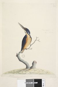 Strona 74. Ter,re,a,mar lub King Fisher. w lewym dolnym rogu w innej ręce Alcedo. na dole pośrodku w trzeciej ręce Naturalna wielkość Azure Kingfisher Alyone azurea, 1791-92 autorstwa Unknown artist
