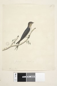 Strona 76. Hirundo. na dole pośrodku w innej dłoni Styczeń Naturalne rozmiary Welcome Swallow Hirundo neoxena, 1791-92 autorstwa Unknown artist