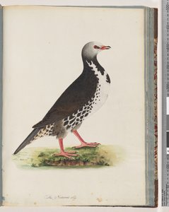 Strona 76. Niezidentyfikowany ptak autorstwa Unknown artist