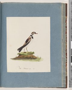 Strona 79. Dotterel z czarnym czołem. Charadrius Hiaticula autorstwa Unknown artist