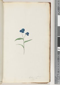 Strona 7. Comelina capillaris autorstwa Unknown artist