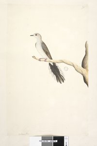 Strona 80. Kolumba. powyższy tytuł w innym rozdaniu Maj. Gołąb diamentowy naturalnej wielkości Geopelia cuneata, 1791-92 autorstwa Unknown artist