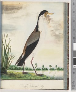Strona 80. Czajka zamaskowana lub ostroga, sieweczka skrzydlata autorstwa Unknown artist