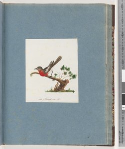 Strona 81. Szkarłatna Robin autorstwa Unknown artist
